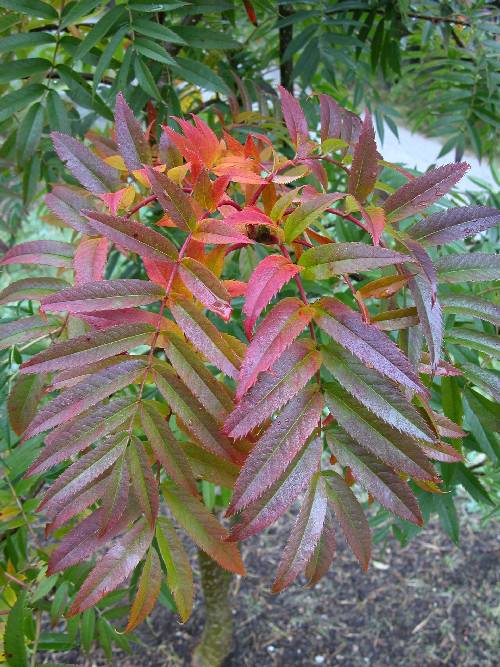 Ullungrogn (Sorbus aff. commixta Nitz. 100)